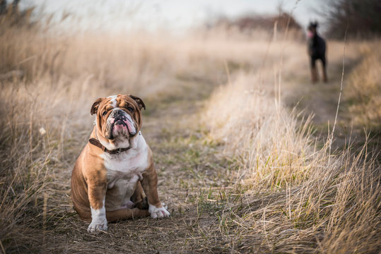 English bulldog posing outdoor with Doberman pinscher in background,selective focus