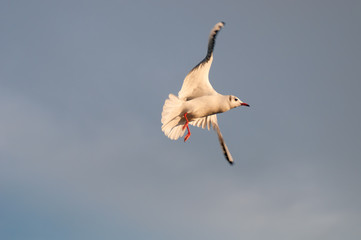 Seagull flying in the sky