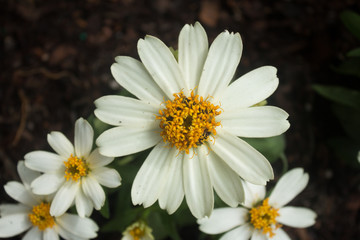 White and Yellow Flowers 
