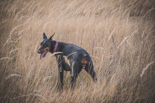 Female Doberman pinscher dog posing outdoor,selective focus