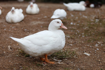 Beautiful white duck