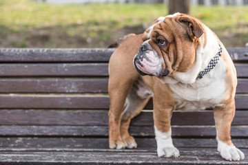 ENglish bulldog posing on the bench,selective focus