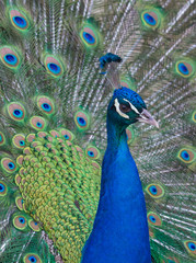 Fototapeta na wymiar Peacock closeup
