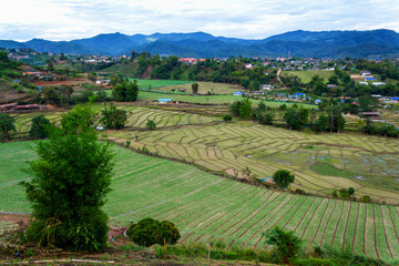 Fototapeta na wymiar Aerial view of rice paddies farm and vegetables farm in rural Thailand.