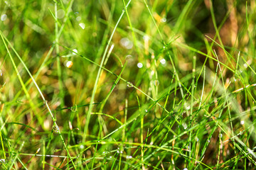 Obraz premium Dew drops on bright green grass. Wet grass after rain nature background. Selective focus