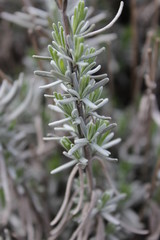 Lavendel - common lavender - Lavandula angustifolia - Lavandula officinalis - Blattwerk