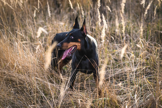Female Doberman pinscher playing on the field,selective focus