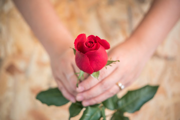 Red rose flower with human hand in Valentine's Day