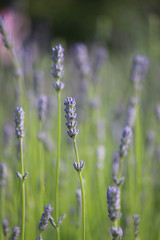 Lavendel - common lavender - Lavandula angustifolia - Lavandula officinalis - Blüten