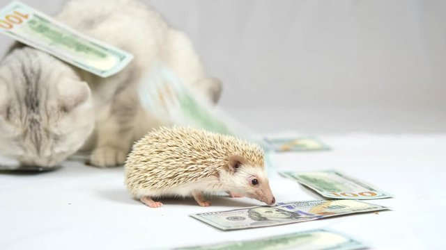 Dollars Fall On The Cat And The Hedgehog And Hedgehog Tries To Eat Them