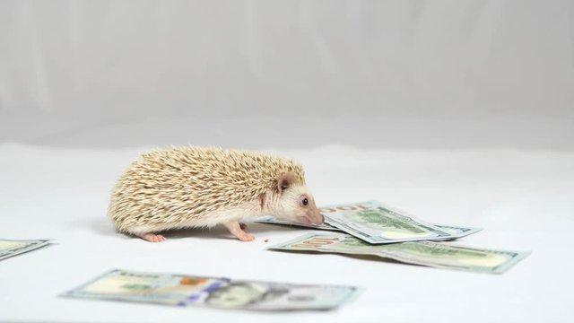 Dollars fall on the hedgehog