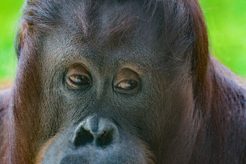 Orangutan close-up