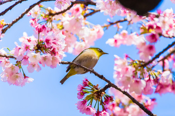 The Japanese White-eye.The background is cherry blossoms(Japanese name Oh-kanzakura). Located in Tokyo Prefecture Japan.