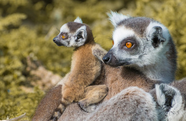 Ring-tailed lemur baby and mother