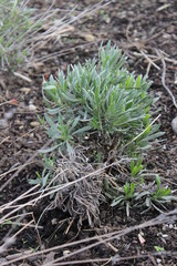 Lavendel - common lavender - Lavandula angustifolia - Lavandula officinalis - Jungpflanze