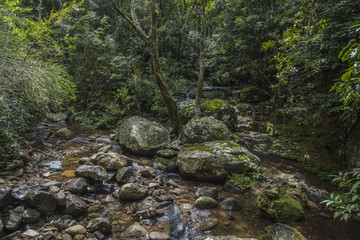 Minnamura Rain Forest, NSW, Australia