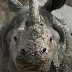 Fototapeta premium White Rhino close-up