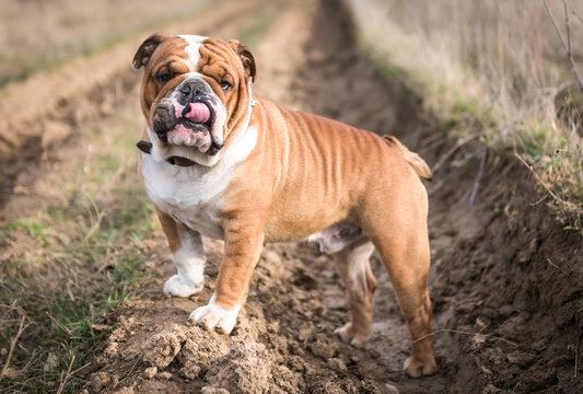 Funny English bulldog posing outdoor,selective focus