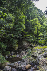 Minnamura Rain Forest, NSW, Australia