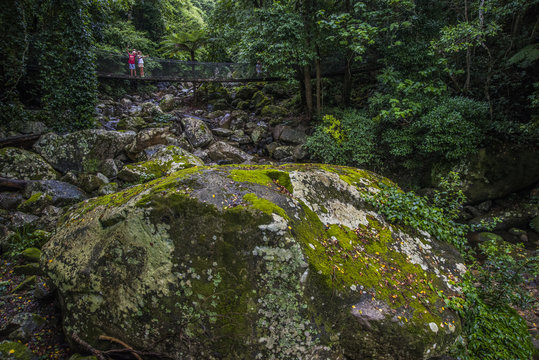 Minnamura Rain Forest, NSW, Australia