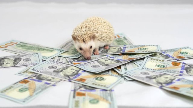 The hedgehog creeps on 100 dollar bills.