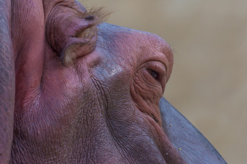 Hippo closeup
