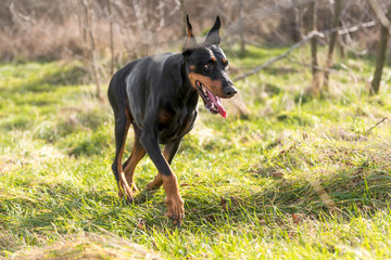 Female Doberman pinscher running in the park,selective focus