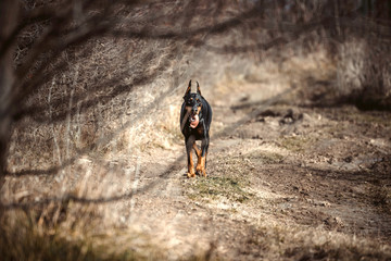 Female Doberman pinscher walking in the woods,selective focus