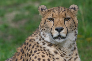 Naklejka na ściany i meble Cheetah closeup