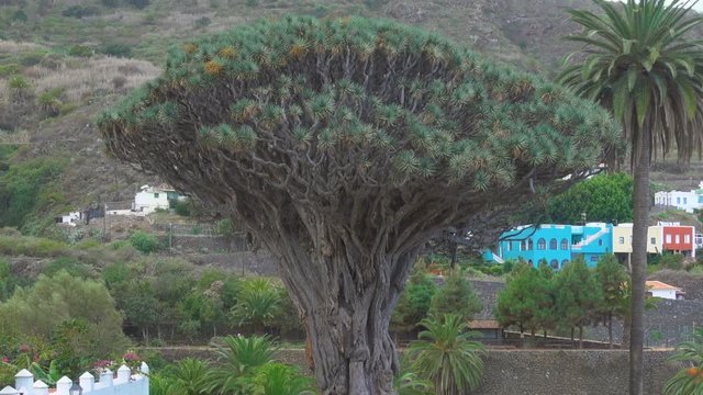 Millennial Dragon tree (Dracfena draco) in Icod de los Vinos, Tenerife, Canary Islands. Zoom out