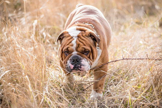 English bulldog walking on the dried grass,selective focus
