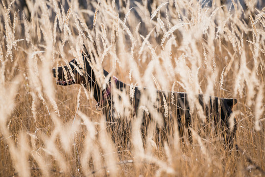 Female Doberman pinscher hiding behind golden grass,selective focus