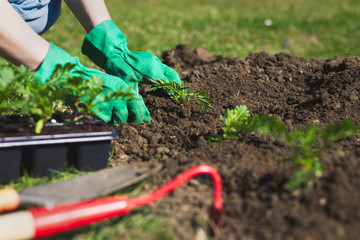 woman is planting in the garden 