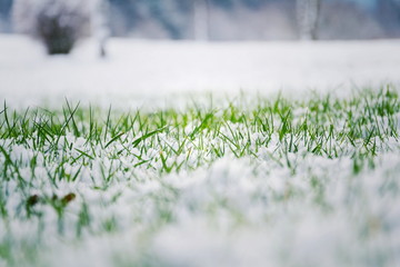 Herbe verte de mauvaise humeur filtrée poussant dans la neige sur un terrain de golf en hiver avec buisson en arrière-plan, vue en bas angle, espace de copie, Bonjour printemps, concept d& 39 hiver au revoir