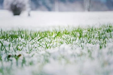 Papier Peint photo Lavable Printemps Herbe verte de mauvaise humeur filtrée poussant dans la neige sur un terrain de golf en hiver avec buisson en arrière-plan, vue en bas angle, espace de copie, Bonjour printemps, concept d& 39 hiver au revoir