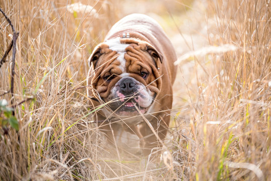 English bulldog walking in deep grass field,selective focus