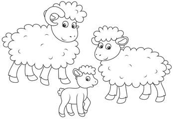 Obraz premium Mały baranek, owca i baran, czarno-biała ilustracja wektorowa w stylu kreskówki dla kolorowanka
