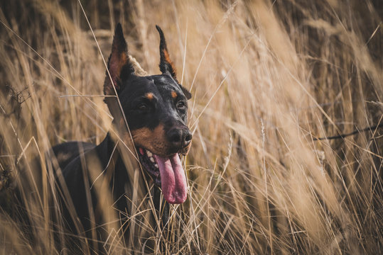 Portrait of beautiful Doberman pinscher dog,selective focus