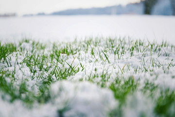 Fototapeta premium Filtered moody green grass growing through snow on golf course in winter with bush in background, low angle view, copy space, Hello spring, Goodbye winter concept