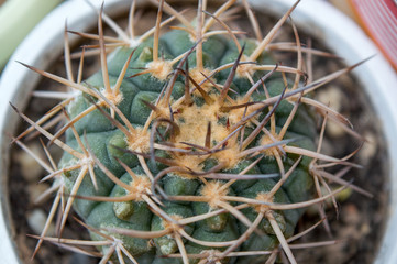 Large round cactus Gymnocalycium intertextum with beautiful thick spines potted on window sill