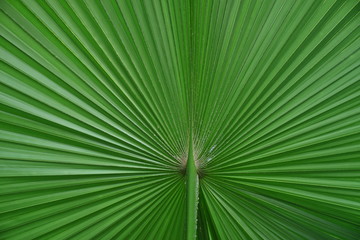 Fototapeta premium Bai Lan is a plant in Thailand.