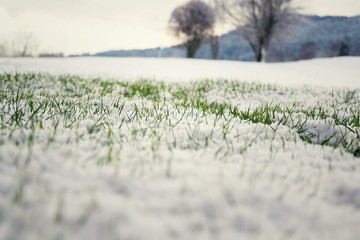 Filtered moody green grass growing through snow on golf course in winter with bush in background,...