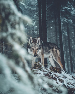 Wolf dog standing in forest
