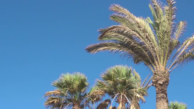Palm Trees in the Strong Wind against blue sky