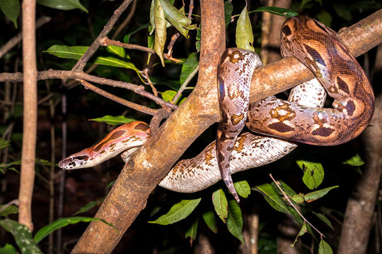 Madagascar ground boa (Acrantophis madagascariensis) in a tree, Nosy Komba, Madagascar