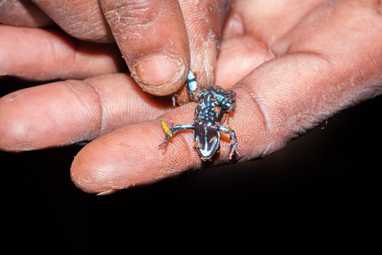Madagascar poison frog (Mantella ebenaui) being held upside down in human hands, Nosy Komba, Madagascar