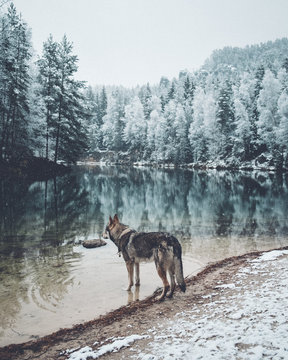 Lonely Wolf