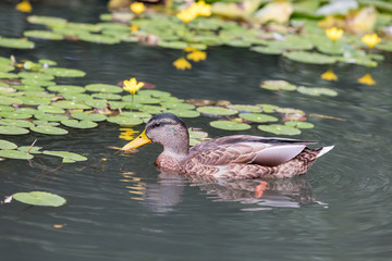 Stockente – Anas platyrhynchos 