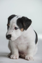 Jack Russell terrier puppy isolated on a white background