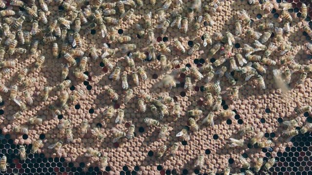 Detail of honey comb being worked on by african honey bees